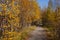 Autumn soft landsÃ‘Âape with forest in green, yellow and brown colors. Trees of birch, larch, spruce, fir, pine and cedar